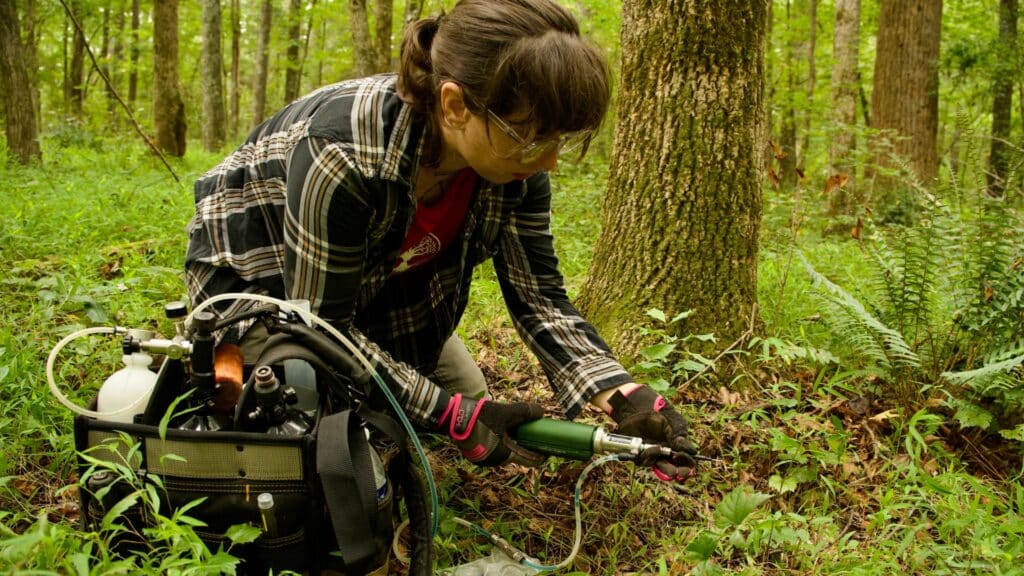 Japanese Beetles in North Carolina What They Do to Your Trees and How to Stop Them Expert Tree Care Services Lubbers and Sons Tree Care North Carolina