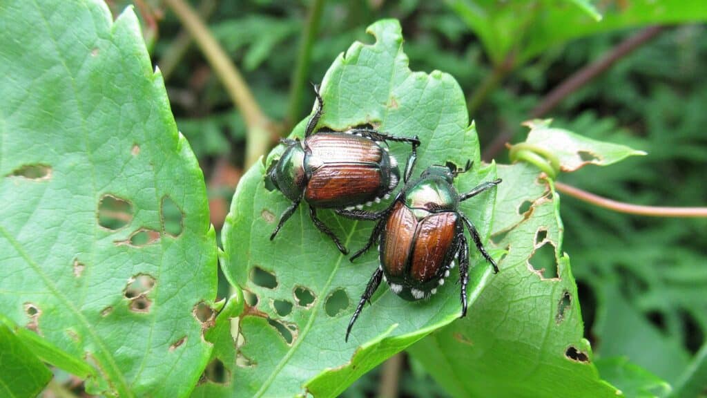 Japanese Beetles in North Carolina What They Do to Your Trees and How to Stop Them Japanese Beetles Destroying Vegetation Lubbers and Sons Tree Care North Carolina