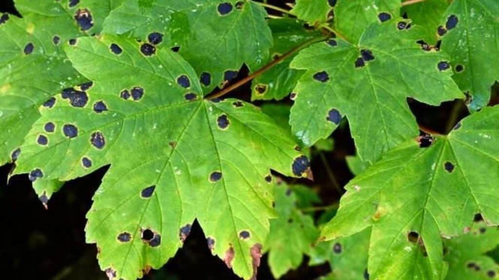 Tree Pest & Disease Guide for Chapel Hill and Durham Homeowners Bacterial Leaf Spots Lubbers and Sons Tree Care North Carolina