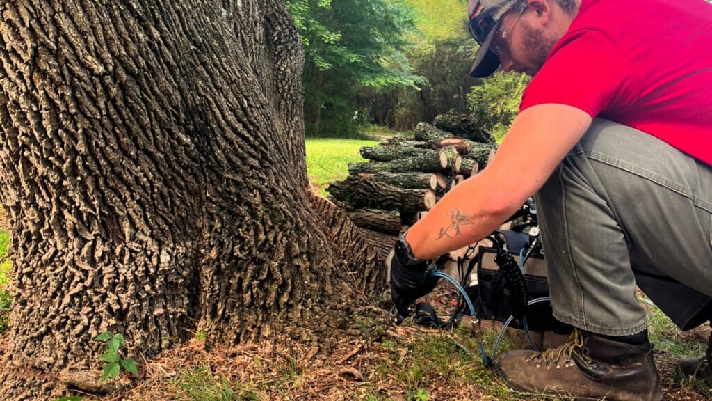 Tree Pest & Disease Guide for Chapel Hill and Durham Homeowners Expert Tree Disease Treatment Lubbers and Sons Tree Care North Carolina