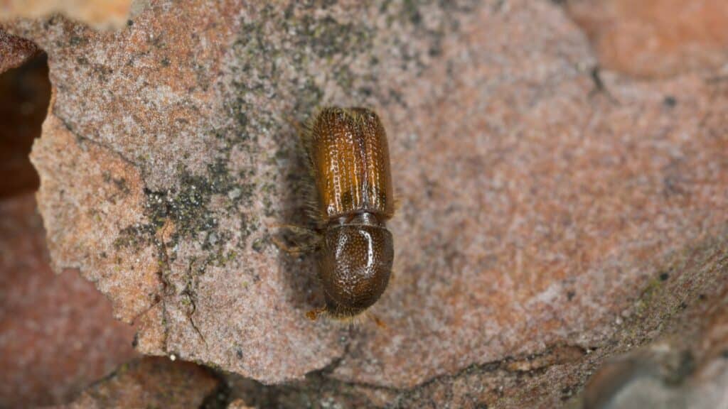 Tree Pest & Disease Guide for Chapel Hill and Durham Homeowners Pine Bark Beetle Lubbers and Sons Tree Care North Carolina