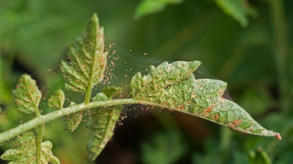 Tree Pest & Disease Guide for Chapel Hill and Durham Homeowners Spider Mites Lubbers and Sons Tree Care North Carolina