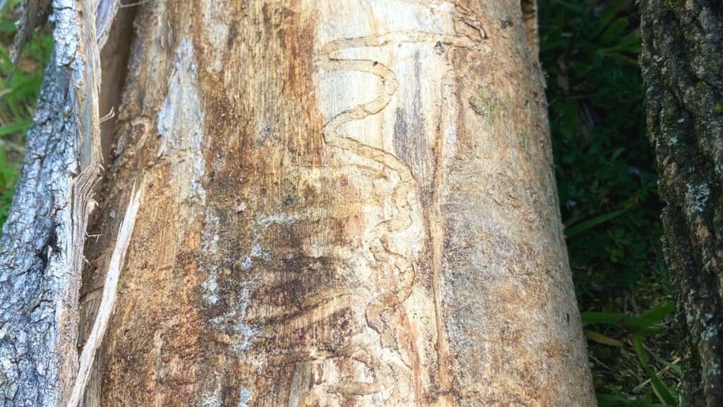 Tree Pest & Disease Guide for Chapel Hill and Durham Homeowners Tree Pest Damage Lubbers and Sons Tree Care North Carolina