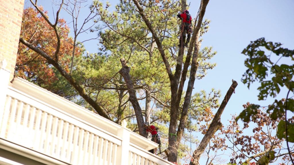 How to Know When a Tree Is Dangerous A Safety Guide for NC Homeowners Hazardous Tree Signs North Carolina Homeowners Should Know Lubbers and Sons Tree Care North Carolina
