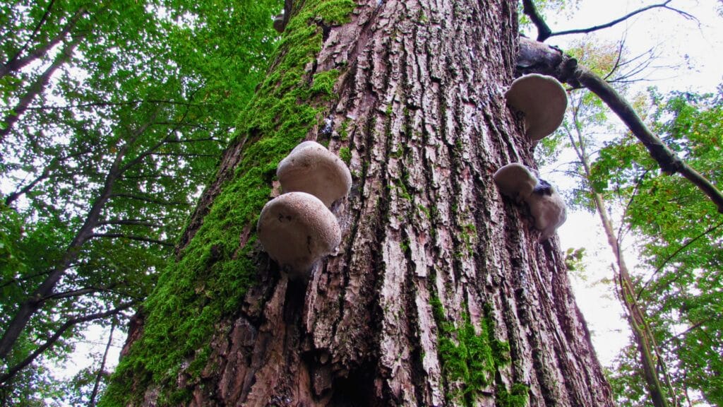 How to Know When a Tree Is Dangerous A Safety Guide for NC Homeowners Lubbers and Sons Tree Care North Carolina