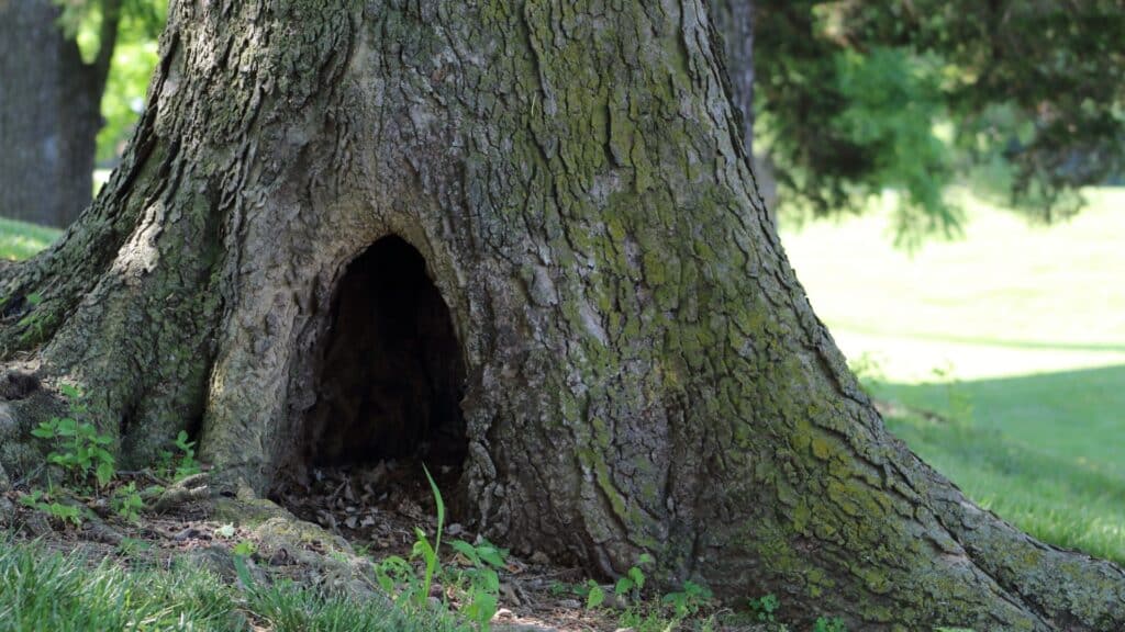 How to Know When a Tree Is Dangerous A Safety Guide for NC Homeowners Tree Cavity Lubbers and Sons Tree Care North Carolina