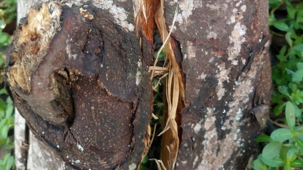 How to Know When a Tree Is Dangerous A Safety Guide for NC Homeowners Tree Trunk Split Lubbers and Sons Tree Care North Carolina