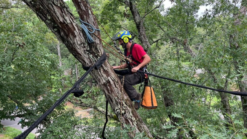 How to Prepare Your Trees for Hurricane Season in Central North Carolina Address Structural Concerns Before Severe Weather Lubbers and Sons Tree Care North Carolina