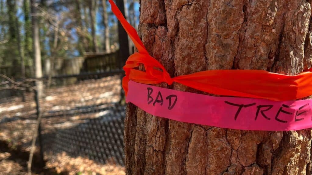 How to Prepare Your Trees for Hurricane Season in Central North Carolina ISA Certified Arborist Tree Inspections Lubbers and Sons Tree Care North Carolina