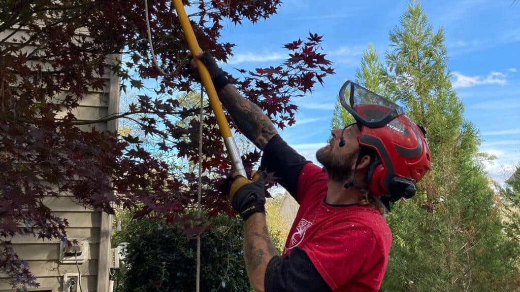 How to Prepare Your Trees for Hurricane Season in Central North Carolina Prune For Tree Health And Structure Lubbers and Sons Tree Care North Carolina