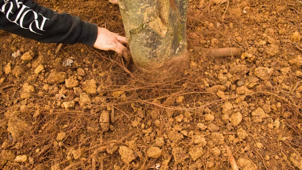 Soil Problems Under the Canopy Why NC's Clay Soil Can Be Hard on Trees Contact Us For Expert Tree Evaluations Lubbers and Sons Tree Care North Carolina