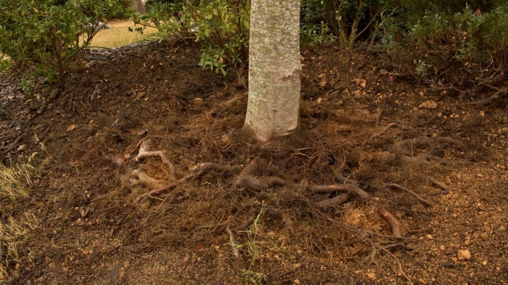 Soil Problems Under the Canopy Why NC's Clay Soil Can Be Hard on Trees Red Clay Soil North Carolina Trees Lubbers and Sons Tree Care North Carolina