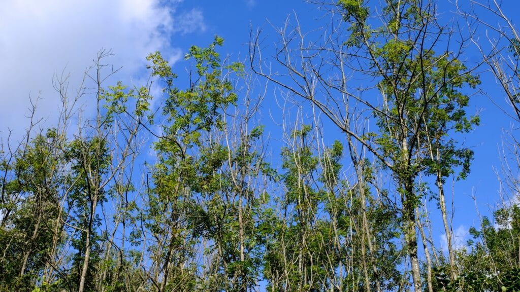 Soil Problems Under the Canopy Why NC's Clay Soil Can Be Hard on Trees Tree Canopy Dieback From Red Soil Lubbers and Sons Tree Care North Carolina