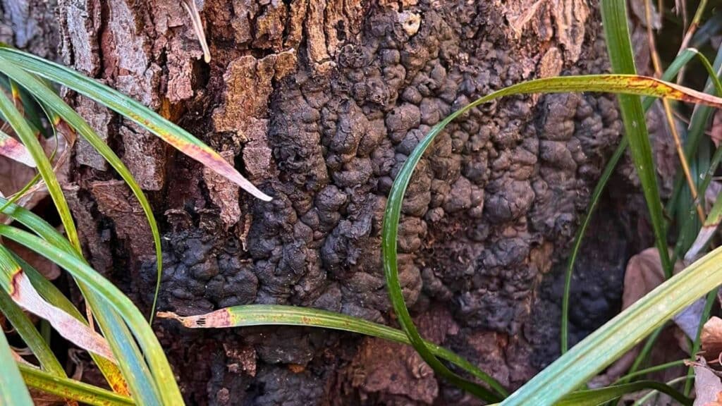Important Tree Diseases in the North Carolina Piedmont Area Black Knot Lubbers and Sons Tree Care North Carolina