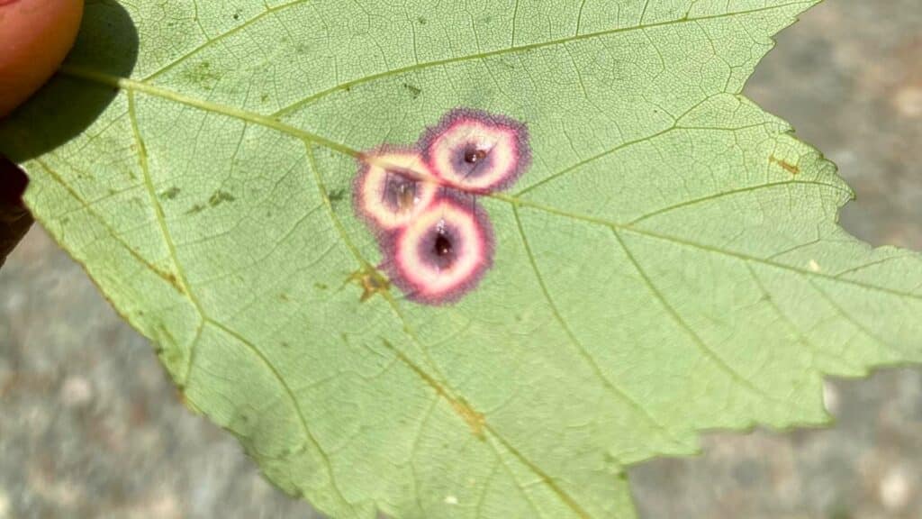 Important Tree Diseases in the North Carolina Piedmont Area Eyespot Gall Lubbers and Sons Tree Care North Carolina