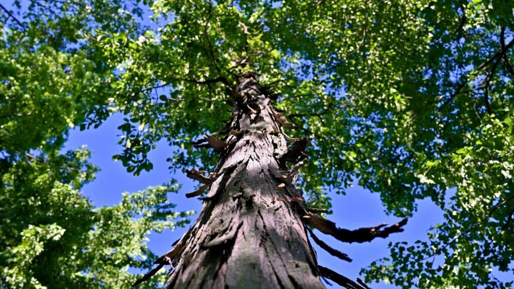 Important Tree Diseases in the North Carolina Piedmont Area Hickory Tree Lubbers and Sons Tree Care North Carolina