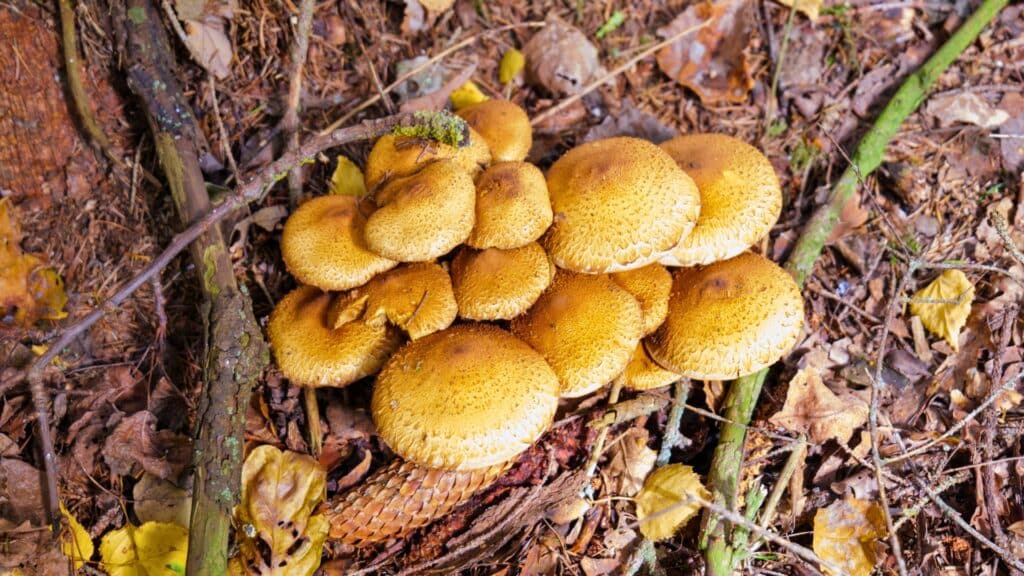 Important Tree Diseases in the North Carolina Piedmont Area Honey Mushrooms Lubbers and Sons Tree Care North Carolina