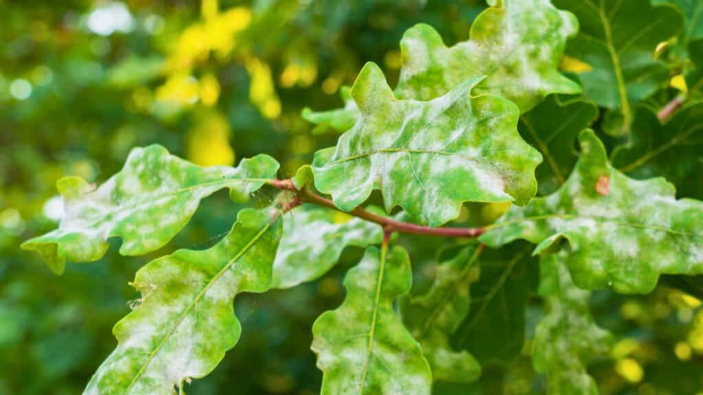 Important Tree Diseases in the North Carolina Piedmont Area Powdery Mildew Lubbers and Sons Tree Care North Carolina