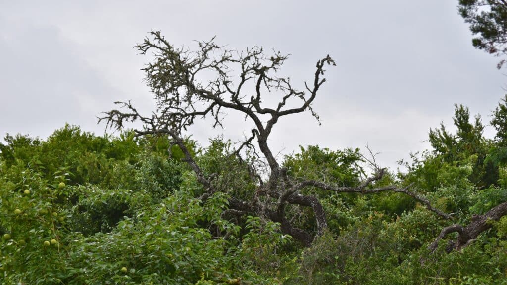 Oak Wilt in North Carolina Symptoms, Spread, & Treatments Oak Wilt Symptoms Lubbers and Sons Tree Care North Carolina