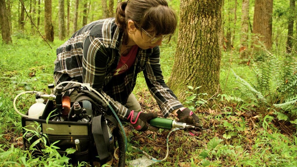 Oak Wilt in North Carolina Symptoms, Spread, & Treatments Oak Wilt Treatments Lubbers and Sons Tree Care North Carolina
