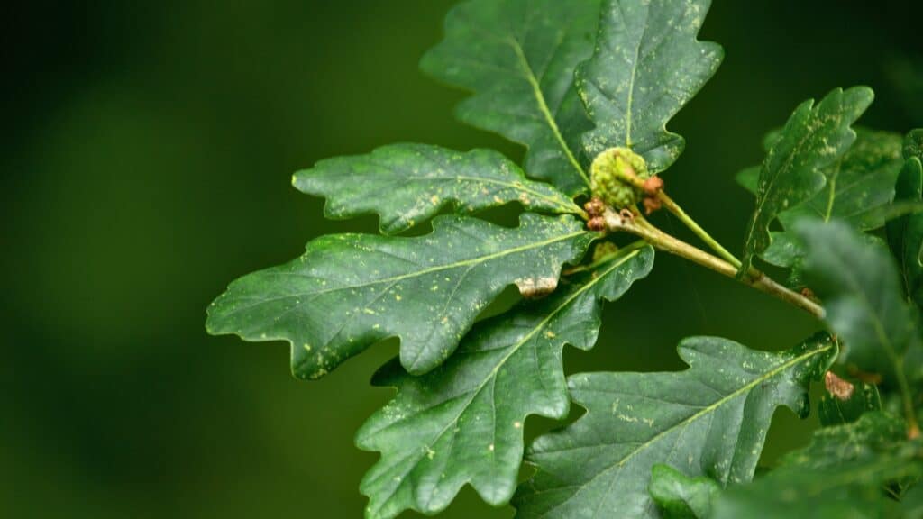 Oak Wilt in North Carolina Symptoms, Spread, & Treatments Tree Inspection & Treatment Experts Lubbers and Sons Tree Care North Carolina