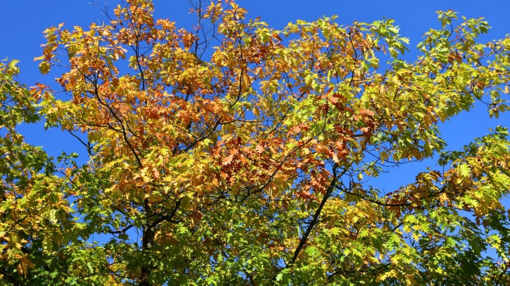 Which Oak Species Are Most at Risk from Oak Wilt Northern Red Oak Lubbers and Sons Tree Care North Carolina